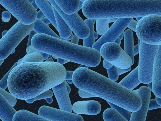 Bacteria grow older?