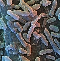 Bacteria help people live