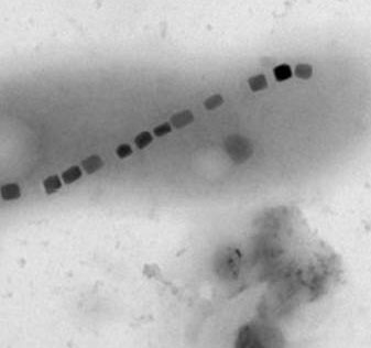 Bacteria help put drugs into diseased cells