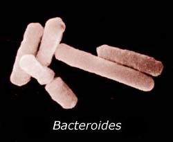 Bacteria in the gut causing obesity?