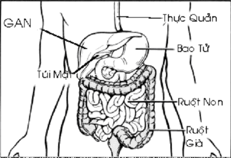 Bacteria in the gut stimulate the formation of immune cells