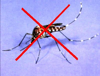 Bacteria kill mosquitoes that spread malaria