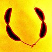 Bacteria make the world's most durable glue