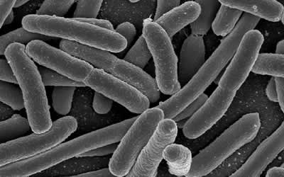 Bacteria predict environmental changes