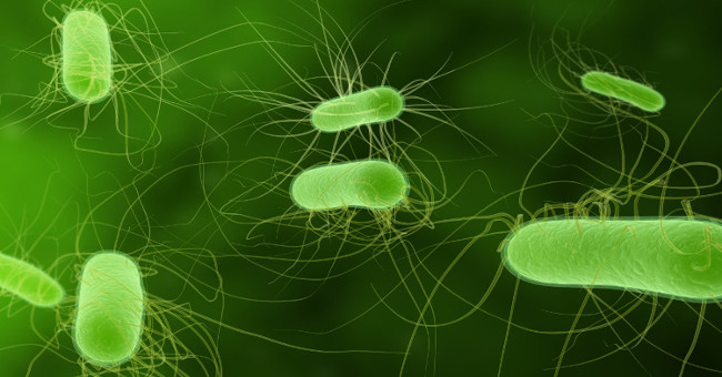 Bacteria resistant to two types of prophylactic antibiotics have been found in the United States
