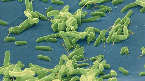 Bacteria sleep 100 million years in the Arctic Ocean