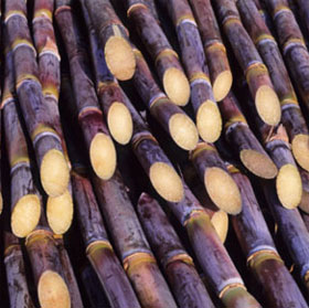 Bacteria support sustainable sugarcane production