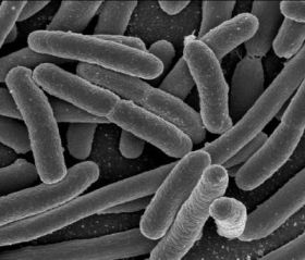 Bacteria susceptible to dangerous biofilms