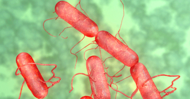 Bacteria that cause food poisoning kill brain tumors