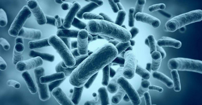 Bacteria that live over 50,000 years in caves in Mexico