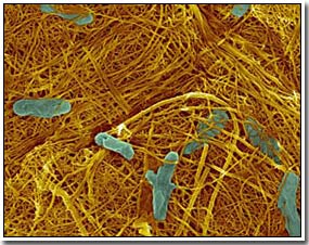 Bacteria that make carbon nanotubes