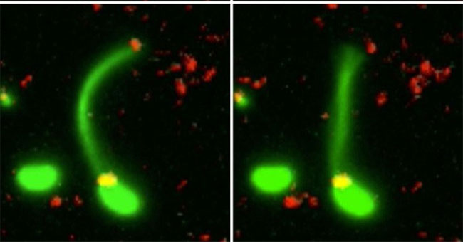 Bacterial bacteria eat DNA to evolve into antibiotic resistant strains