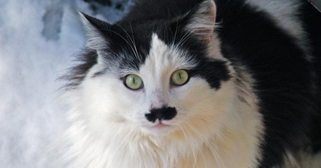 Bad luck for cats 'Hitler'