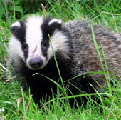 Badger - unexpected grave robber