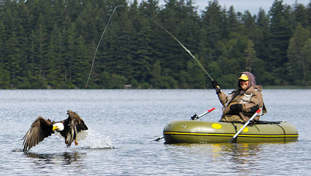 Bald eagle robs fish of people