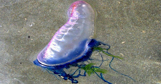 Balloons-like creature attacks the English coast