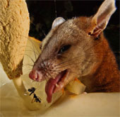 Balsa flowers attract animals