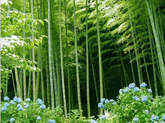 Bamboo can help cool the earth