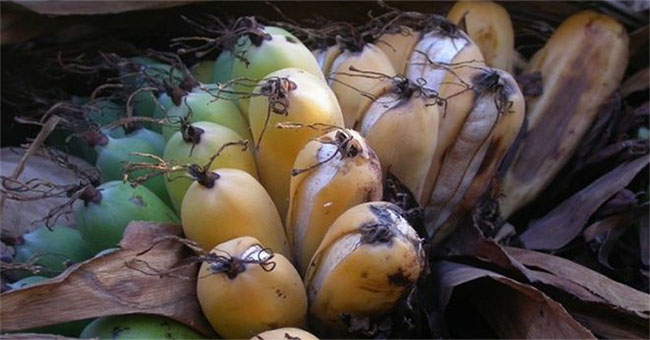 Banana pepper faces greater extinction risk