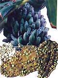 Banana seeds cure kidney stones