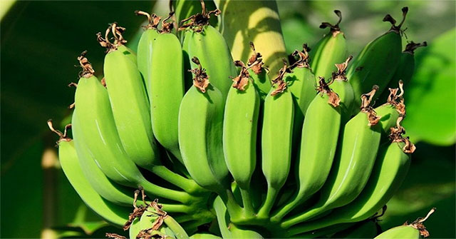 Banana trees become a renewable source of bioplastics