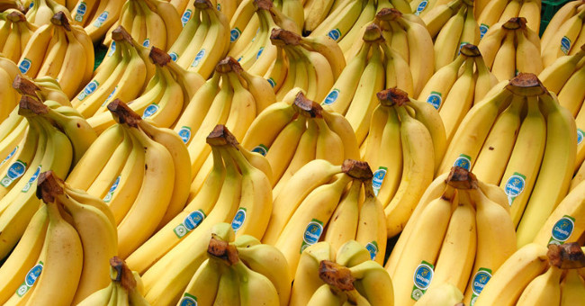 Bananas are in danger of extinction because of a fungal pandemic