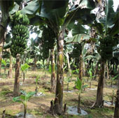 Bananas of red pepper with tissue culture technology