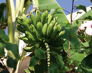 Bananas - versatile medicinal plants
