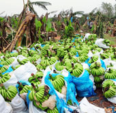 Bananas will dominate potatoes
