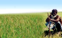 Bangladesh created 93 water-saving rice varieties