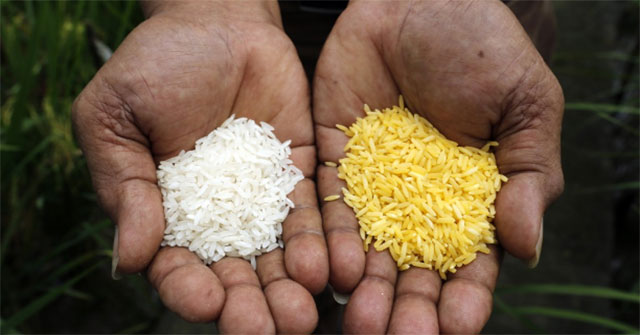 Bangladesh is about to become the first country to allow the cultivation of genetically modified golden rice