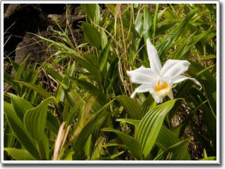 'Barcode' DNA used in plant identification