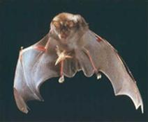 'Bat technology' helps detect tumors