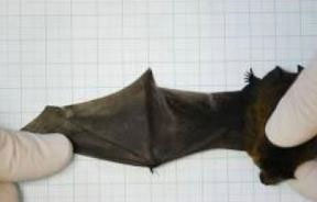 Bat wings have the ability to heal themselves