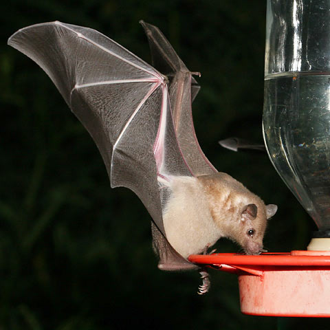 Bats also develop different forms of language