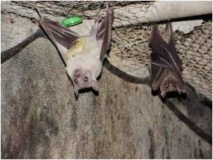Bats also eat snacks