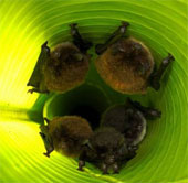 Bats also know how to use hearing aids