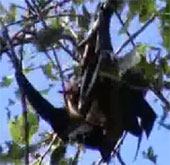 Bats also perform oral sex
