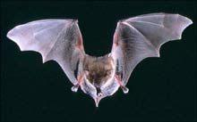 Bats also speak triplets