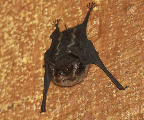 Bats are also obsessed with sex