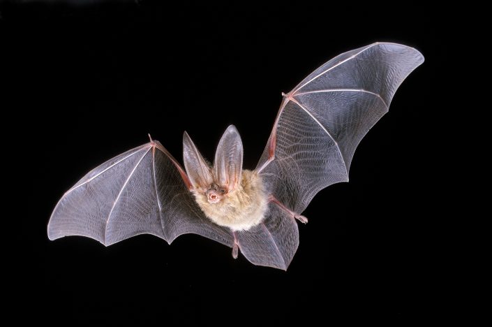 Bats are silent when flying in groups