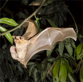 Bats are the cause of the Ebola virus outbreak