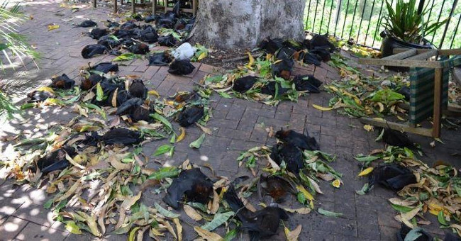 Bats are thirsty because of the hot sun piling up in Australia