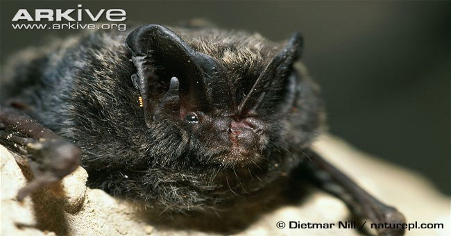 Bats Barbastella and mischievous hunting