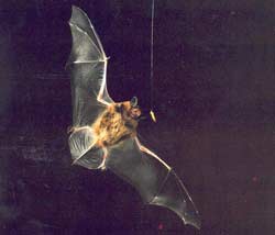 Bats catch prey with technology ... missiles