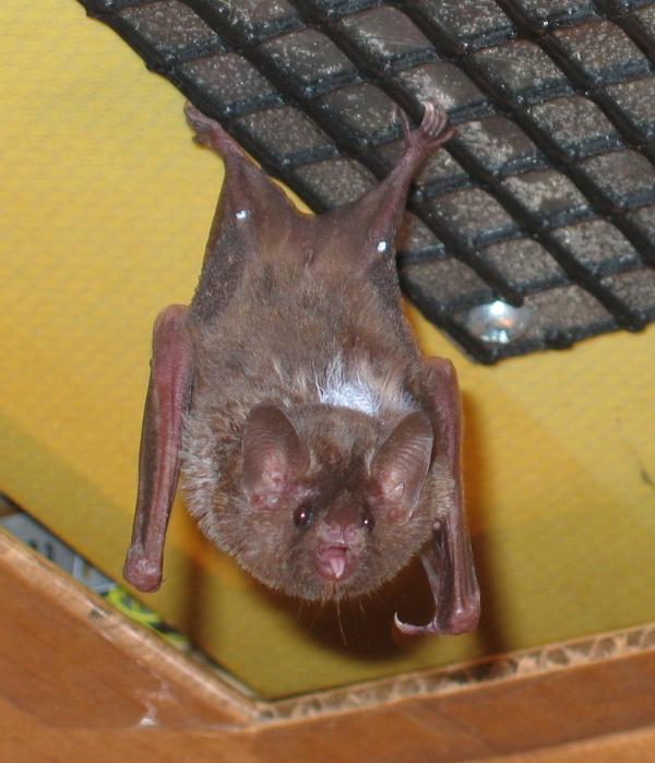 Bats do not land similarly