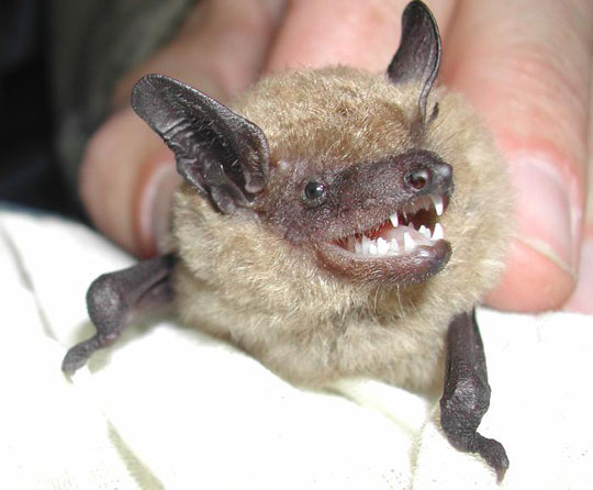 Bats in America are facing the risk of extinction