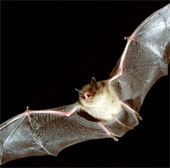 Bats know how to store energy in wings to fly