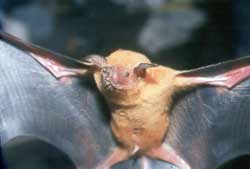 Bats know how to swim and catch fish