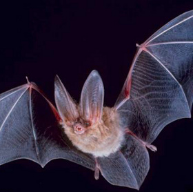 Bats may be holding 'keys' to live long